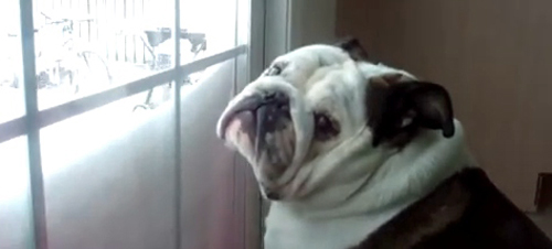 Bulldog-Hates-Snow